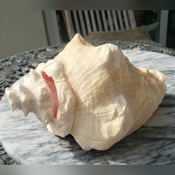 Heavy Conch Queen Shell - Picture 12 of 12